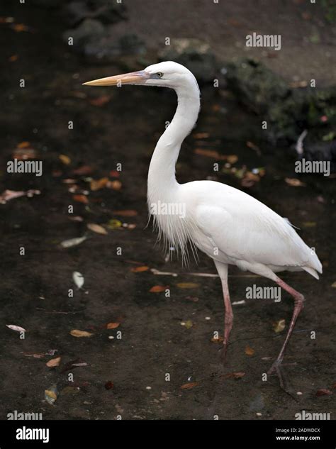 White Heron bird close-up profile view in the water displaying its body ...