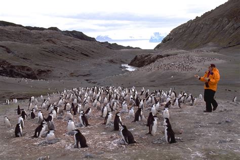 Warming Antarctic Changes Penguin Breeding Cycles - SBU News