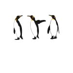 Indian penguin vector image | Free SVG