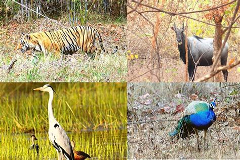 Tadoba Andhari Tiger Reserve - 5 Best Things To Do | WildlifeZones