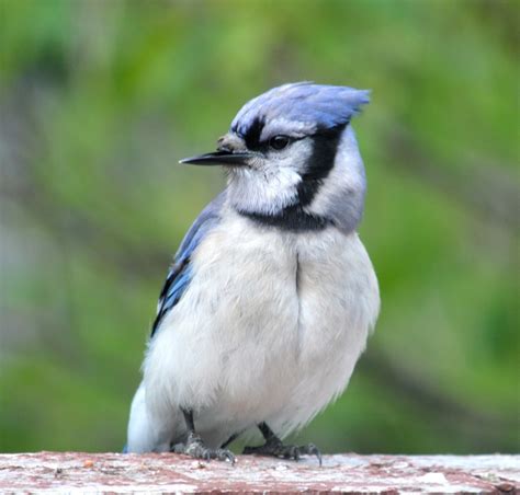 Broken-beaked Blue Jay - FeederWatch