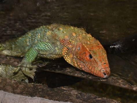 The Online Zoo - Northern Caiman Lizard