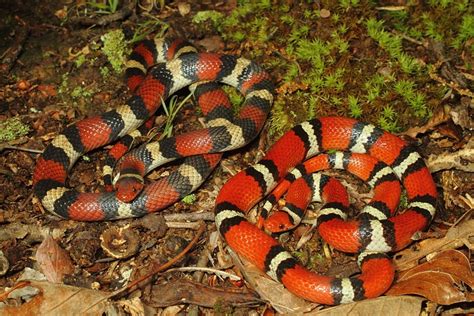 kingsnake blog Kingsnake.com Blog - Scarlet Kingsnakes in Kentucky