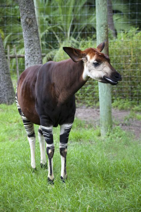 Okapi Eating | ClipPix ETC: Educational Photos for Students and Teachers