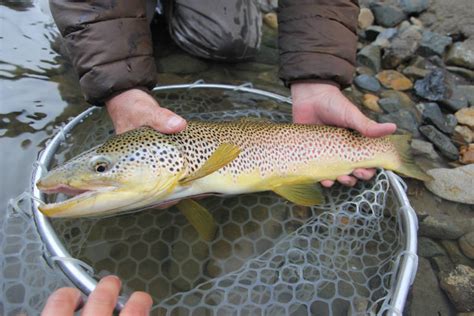 Gallatin River - Montana Guided Fly Fishing