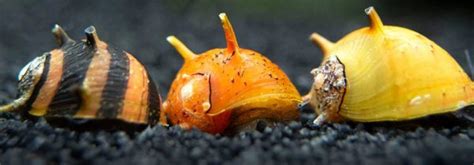 The Ultimate Guide to Nerite Snails: Nature's Nano Algae Eaters