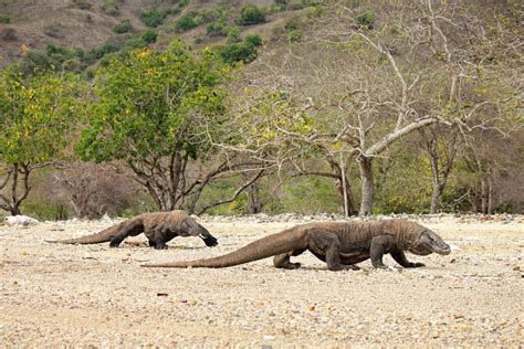 Komodo National Park wildlife location in Indonesia, Asia | Wildlife Worldwide