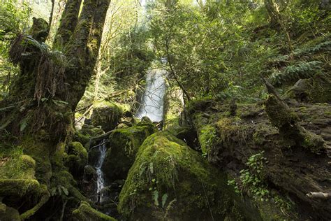 Olympic National Forest - Forest in Washington - Thousand Wonders