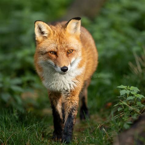 Red fox in the forest stock photo. Image of grass, face - 166348952