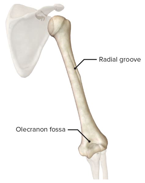 Radial Groove Humerus