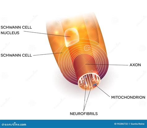 Axon and myelin sheath stock vector. Illustration of impulse - 95286732