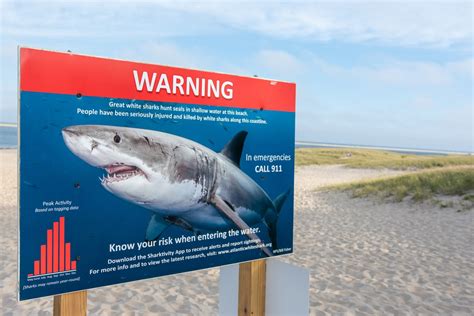 Scientists Warn Cape Cod Beachgoers About Great White Migration as July Approaches | Science Times