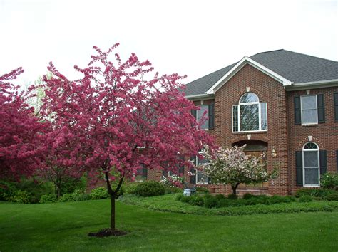 front of house | Small ornamental trees, Ornamental trees, Backyard landscaping