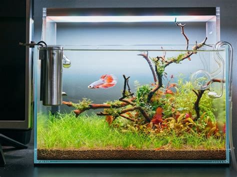 3 Best 15-gallon High (Tall) Aquariums For Your Fish Pets