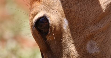 Free stock photo of animals, antelope, buck