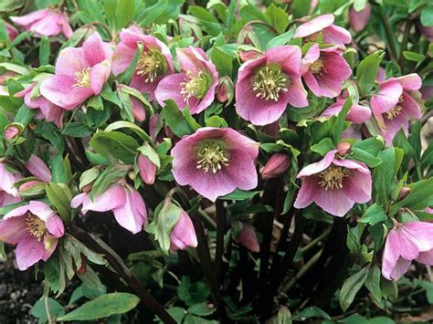 Helleborus orientalis is a clump-forming, late winter-blooming perennial up to 18 inches (45 cm ...