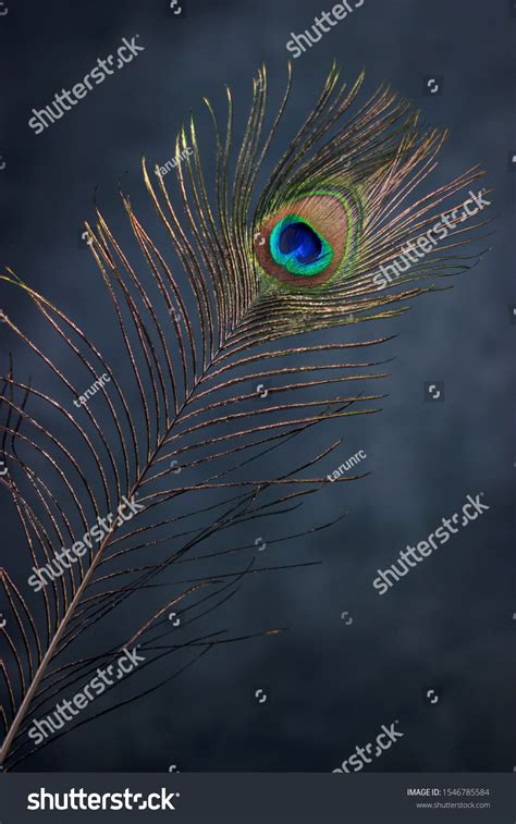 Peacock Feather Indian Peacock Feathers Best Stock Photo 1546785584 ...