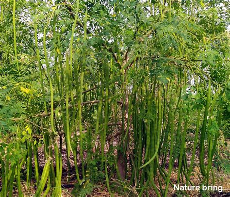 How to Grow and Care Moringa Plant | Growing Drumstick tree