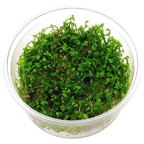 Marsilea crenata - in Vitro XL | Aquasabi - Aquascaping Shop