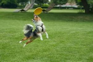 Dog Frisbee Competition Guide | LittlePuppy