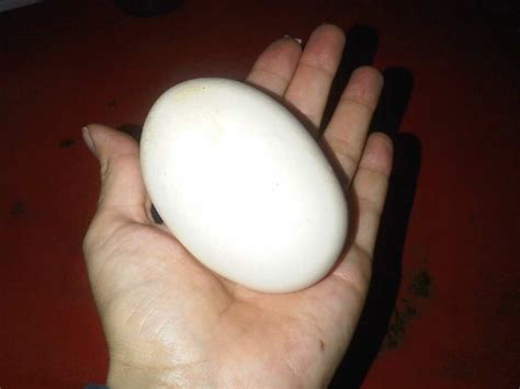 The biggest chicken egg I've ever seen. | Biggest chicken, Chicken eggs, Eggs