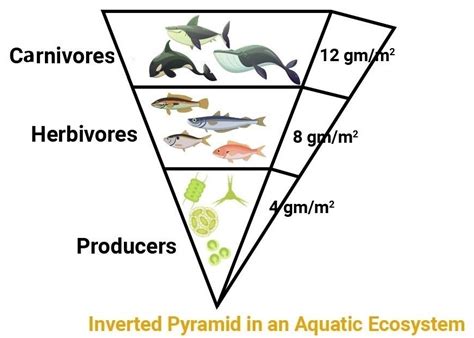 Which of the following representations shows the pyramid of biomass in the aquatic ecosystem and ...