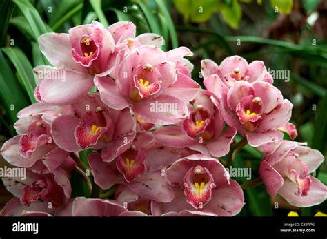 Pink Lady Orchid Botanical Gardens Gangtok Sikkim India Stock Photo: 39598120 - Alamy