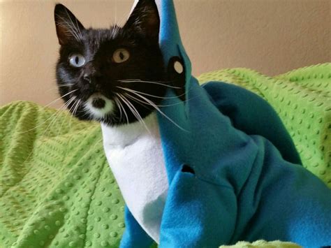 Pin by costumes. makeup on Costumes - (Pets) | Cat cosplay, Cats, Feline