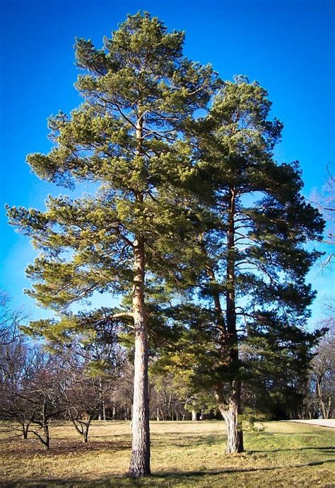 Scots Pine Trees For Sale Online | The Tree Center™