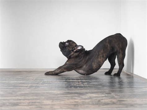 Dog Stretching Stock Photos, Pictures & Royalty-Free Images - iStock