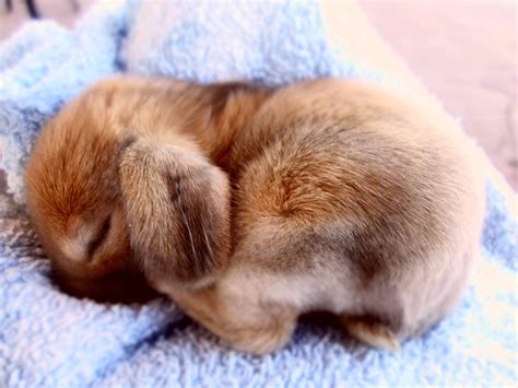 Adorable baby bunny | Cute animals, Cute baby animals, Cutest bunny ever