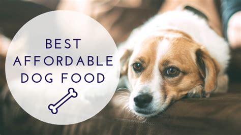 Best Cheap Dog Food For The Money [Top 5 Picks Of 2019]