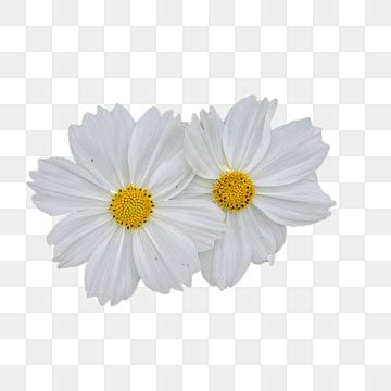 White Flower PNG Transparent Images Free Download | Vector Files | Pngtree