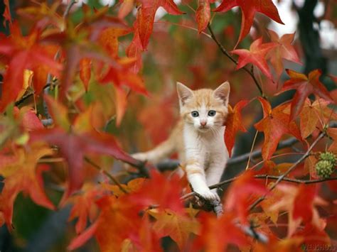 Free Fall Animal Wallpaper - WallpaperSafari