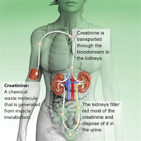 High Levels of Creatinine in your blood | HubPages