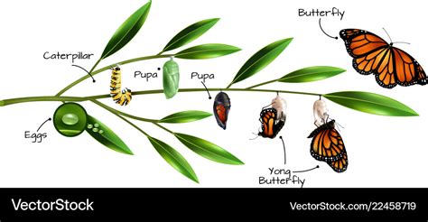 Butterfly metamorphosis composition Royalty Free Vector