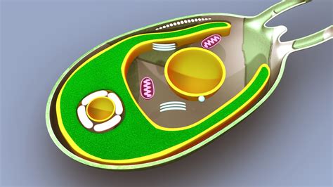 algae structure 3d model