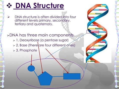 Structure of dna and rna