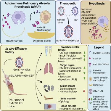 Rare Pulmonary Alveolar Macrophages