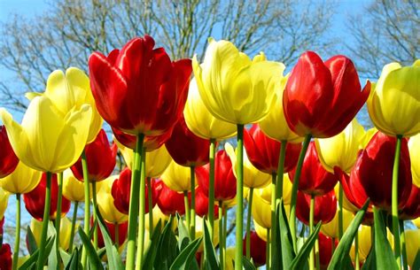 80+ Wallpaper Hd Bunga Tulip Images & Pictures - MyWeb