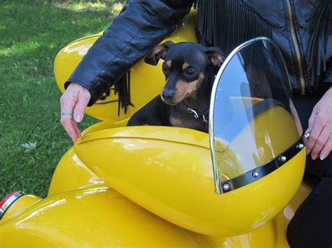 Doggy motorcycle pod! I need one. | Biker dog, Pet carriers, Dog carrier