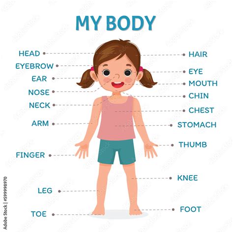 Cute little girl illustration poster of human body parts with diagram text label chart for kids ...