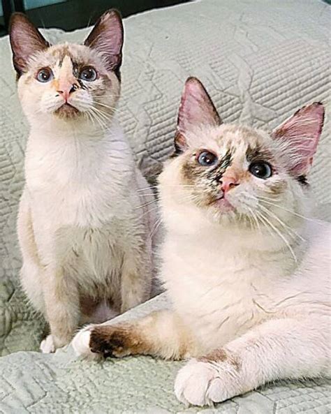 Ragdoll and Siamese mixed Rescue Cat for Adoption in Converse, Texas - Crimson & Clover | PetCurious