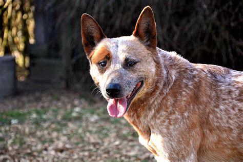 What Breeds Make Up A Australian Cattle Dog