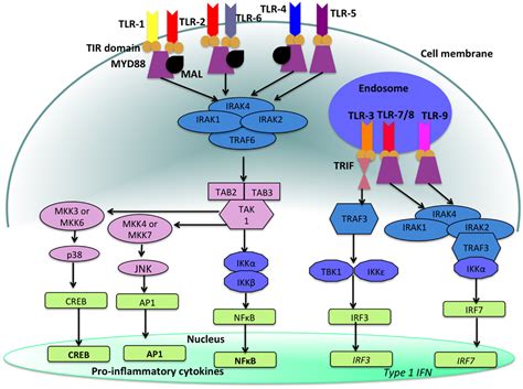 Frontiers | TLR Agonists as Modulators of the Innate Immune Response and Their Potential as ...