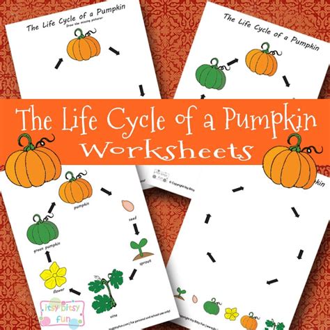 Life Cycle of a Pumpkin Worksheet - Itsy Bitsy Fun