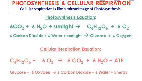 Cell Respiration And Photosynthesis Equation