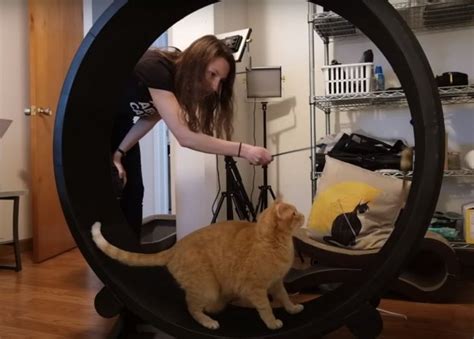 The 5 Best Cat Exercise Wheels: Tested & Reviewed - Cats.com