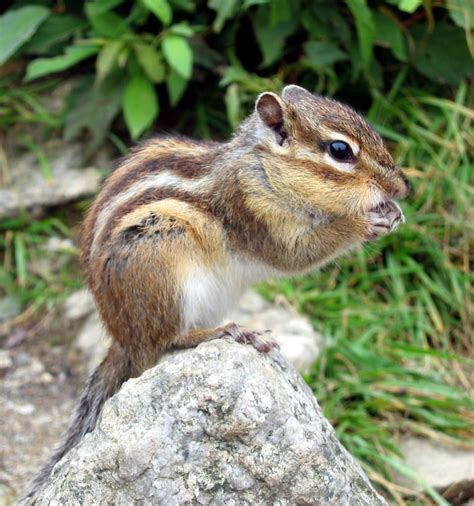 Siberian Chipmunk: Not A Squirrel But Still Part Of The Family – Animal ...