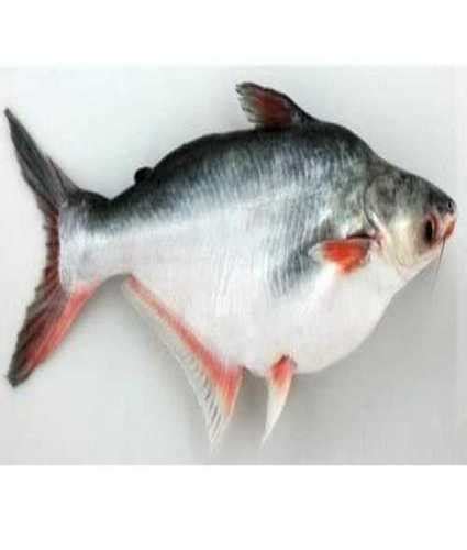 Fungus Fish For Farming at Best Price in Nagpur | Jyoti Fish Farm